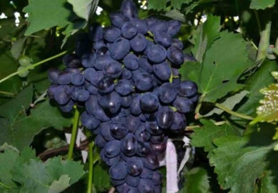 Winogrona Zabawa