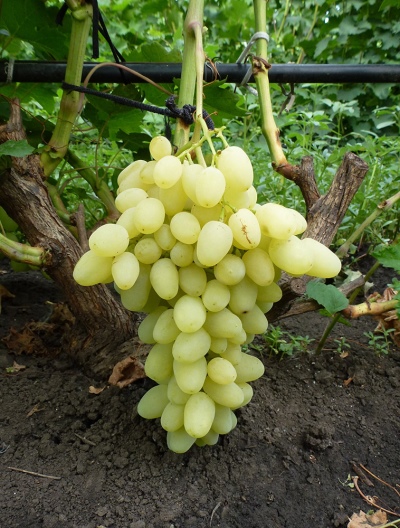 Winogrona Zarnitsa