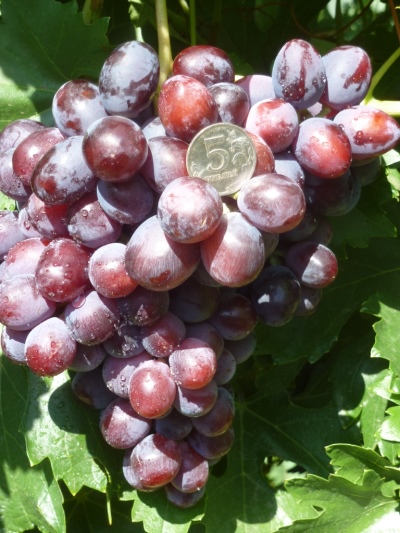 Winogrona Zarya Nesvetaya