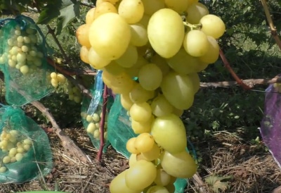 Winogrona Zlato