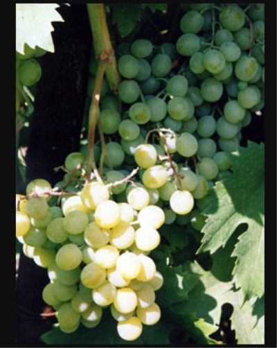 Winogrona Frumoasa alba