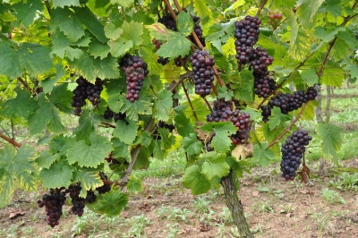 Winogrono czarnego muszkata
