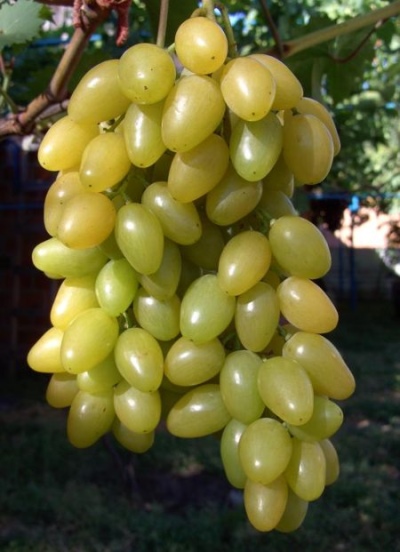 Muscat Winogrona Lato
