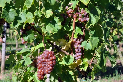 Winogrona Muscat Różowy