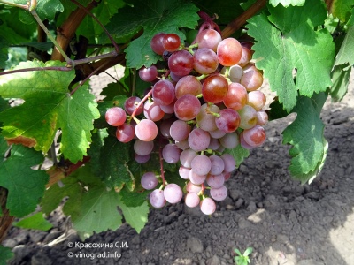Winogrona Nowy Rosyjski