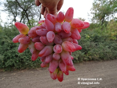 Winogrona Oryginał