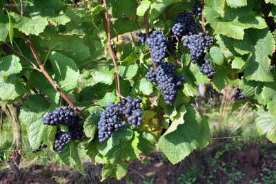 Winogrona Pinot Noir