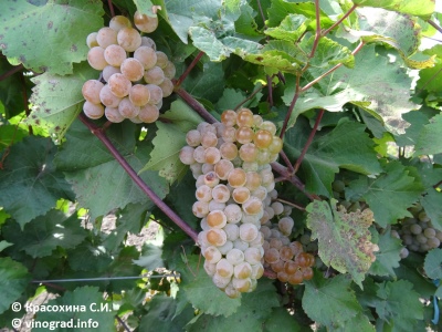 Winogronowy Dar Magarach