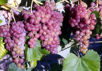 Grape Rails Pink Siddles (RPS)