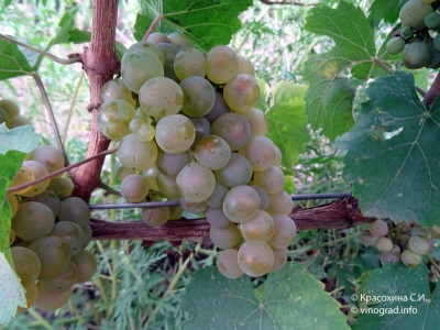 Winogrona Rieslinga