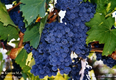Winogrono rubinowe Golodrigi