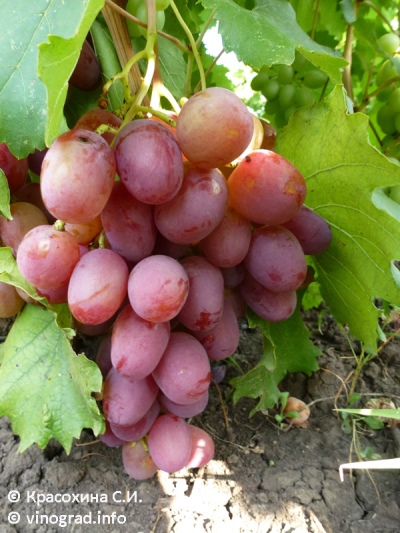 Rubinowa Rocznica Winogrona