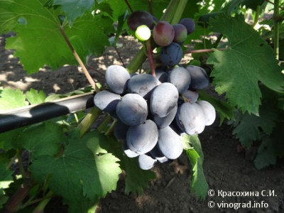 Winogrona Rusłan