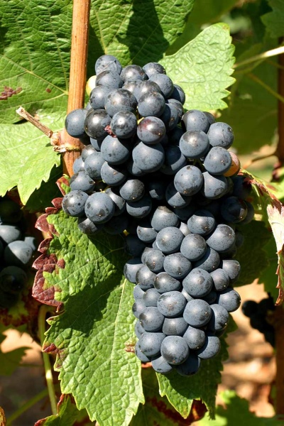 Winogrona Shiraz (Syrah)