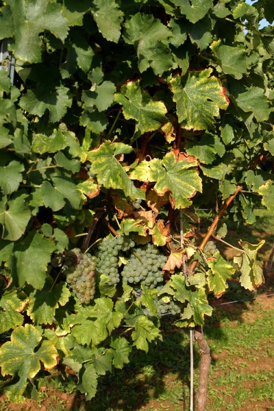 Winogrona Sauvignon Blanc