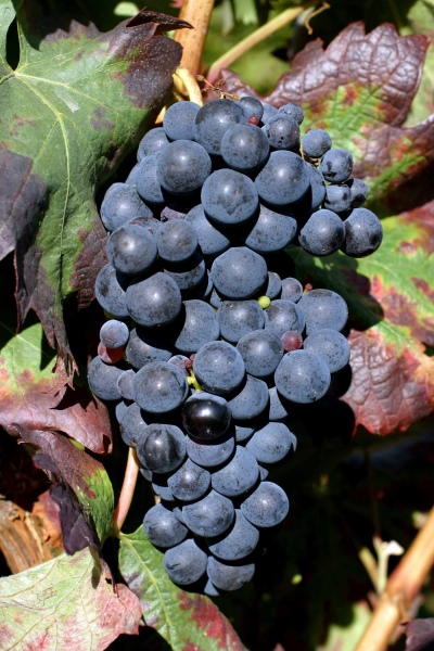 Winogrona Tempranillo