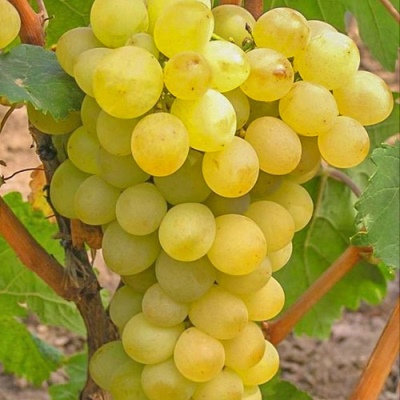 Winogronowy Triumf