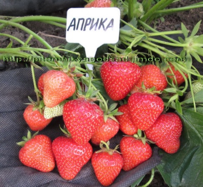 Truskawkowa Aprica