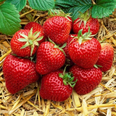 Aromaty Truskawkowe