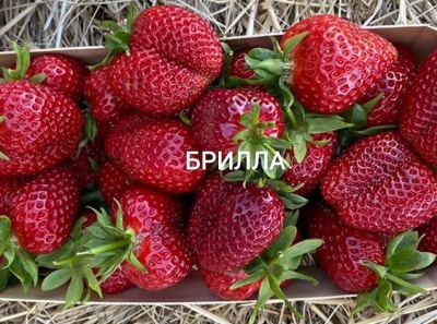 Truskawka Brilla