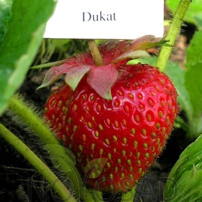 Truskawkowy Dukat