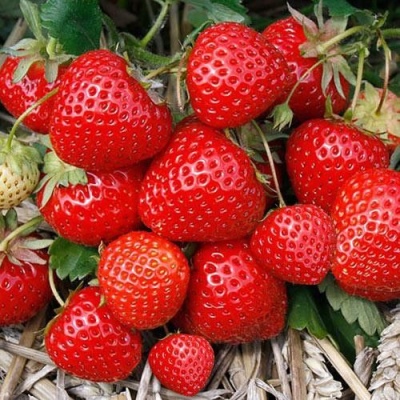 Truskawkowe elegany