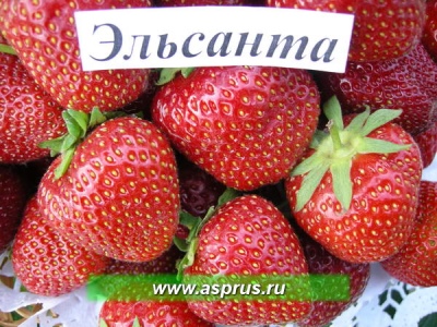 Truskawka Elsanta