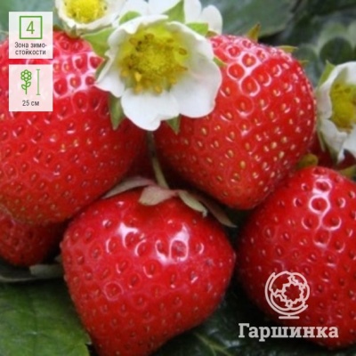 Truskawkowy Figa