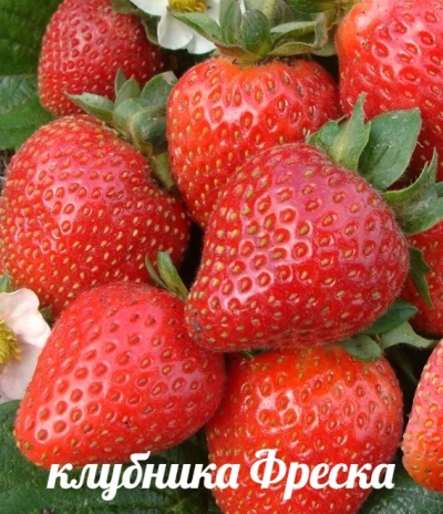 Truskawkowy Fresk