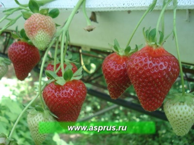 Truskawkowe Capri