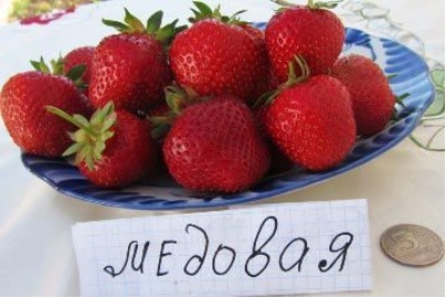 Miód Truskawkowy