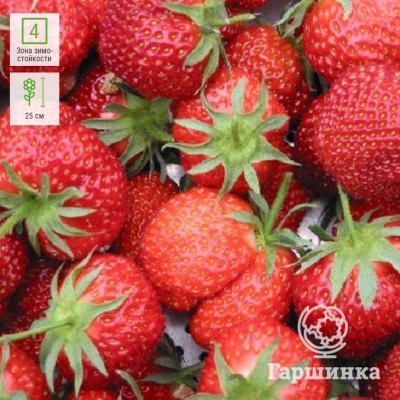 Truskawka Ostara