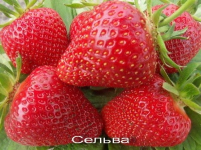 Truskawkowy Selva