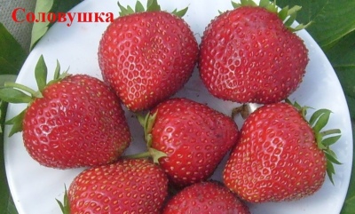 Truskawkowy Słowik