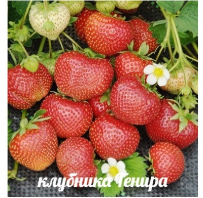 Truskawkowy Tenir