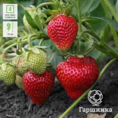 Truskawkowy Venta