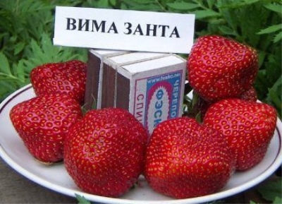 Truskawkowa Vima Zanta