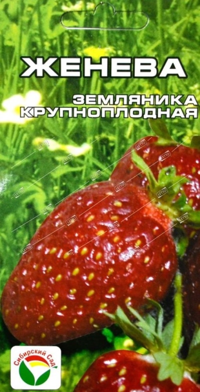 Truskawka Genewa
