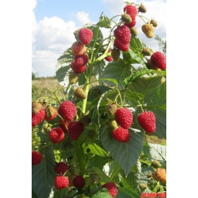 Malina Bruswiana