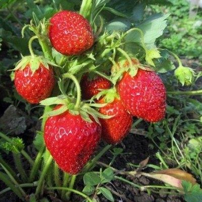 Truskawka Wiśnia Jagoda