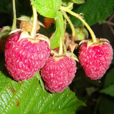 Malinowy Herkules