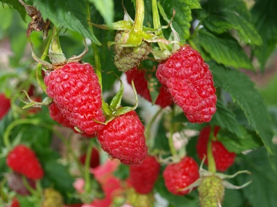 Malinowy Olbrzym Moskwa