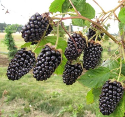 Jeżynowy Gigant