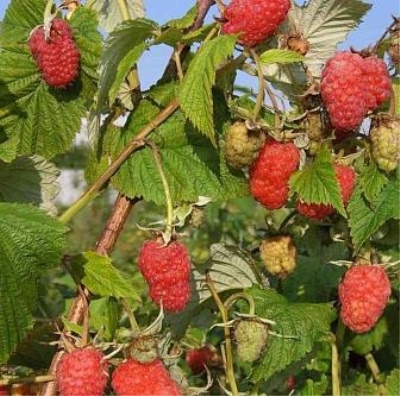 Malinowa Nagroda
