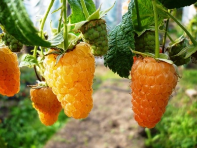 Malinowy Pomarańczowy Cud