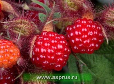 Malinowa Orbita