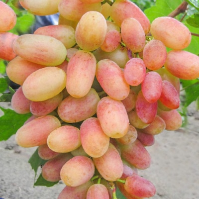 Winogrona Sensacja