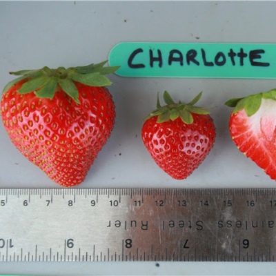 Truskawkowa Charlotte