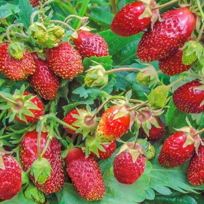 Dżdżownica kandyzowany Muscat