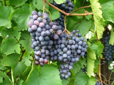 Winogrono ametystowe